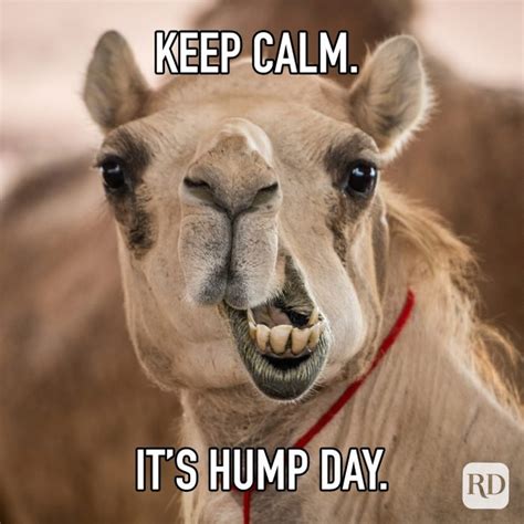 25 Hump Day Memes That Make Wednesdays。